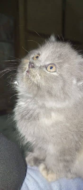 Persian cat 1