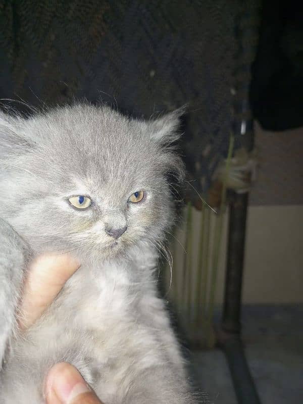 Persian cat 2