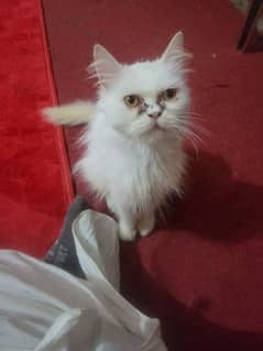 Persian female cat for sale