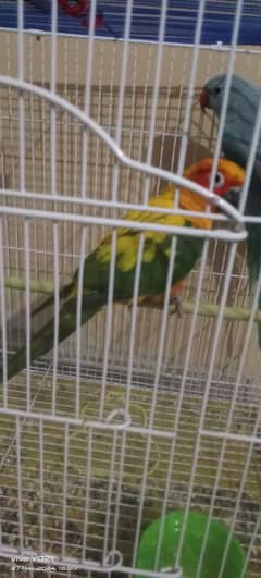 blue ringneck and sun conure