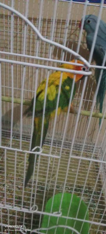 blue ringneck and sun conure 1