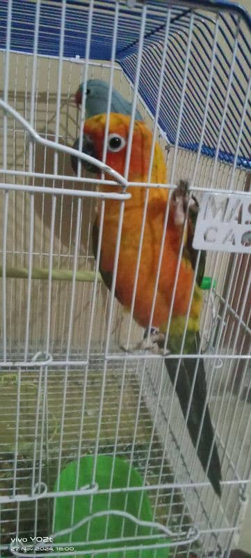 blue ringneck and sun conure 3