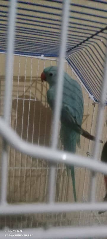 blue ringneck and sun conure 4