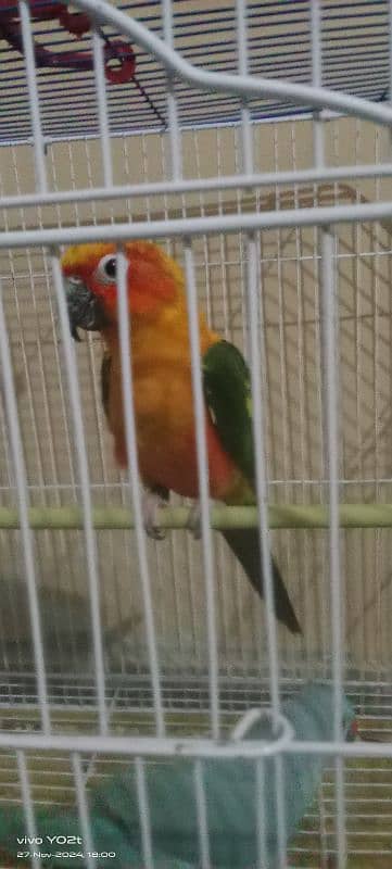 blue ringneck and sun conure 5