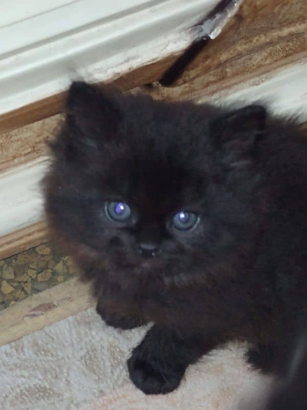 Persian punch face kitten for sale 1