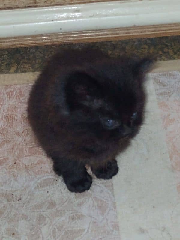 Persian punch face kitten for sale 2