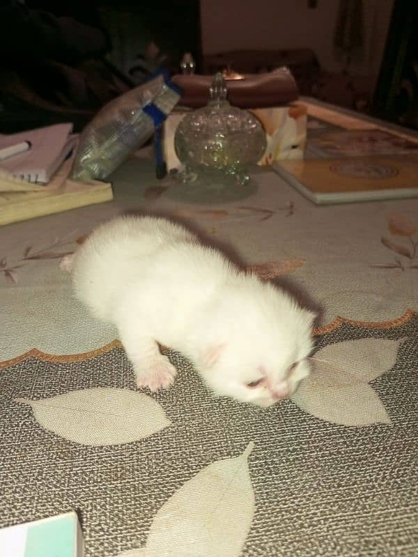 kitten for sale 2