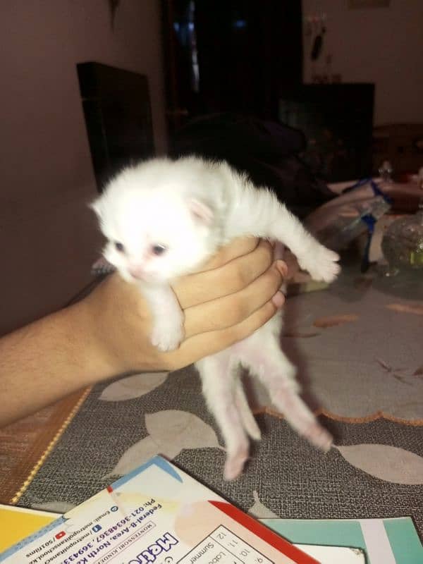 kitten for sale 4