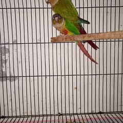 green chik conure red fector