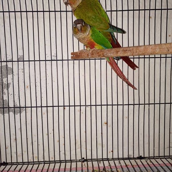 green chik conure red fector 0