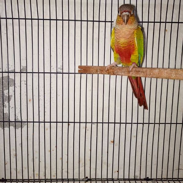 green chik conure red fector 1