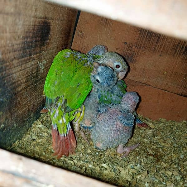 green chik conure red fector 7