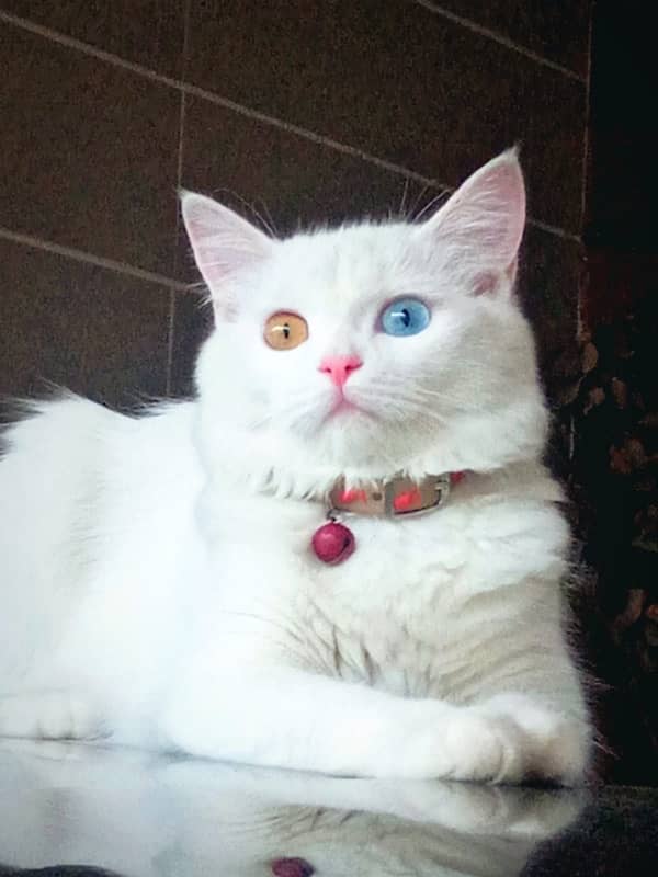 odd eyes triple coat Persian female 1