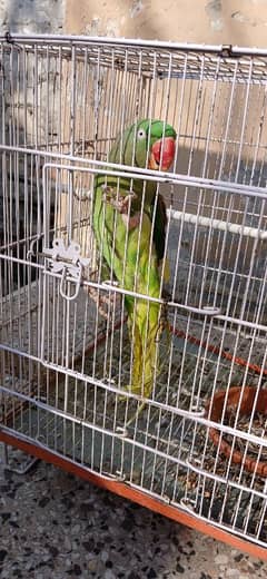 Raw parrot female for sale  Very active and. whistle Bhi maarti ha.