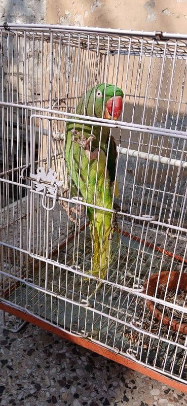 Raw parrot female for sale  Very active and. whistle Bhi maarti ha. 0