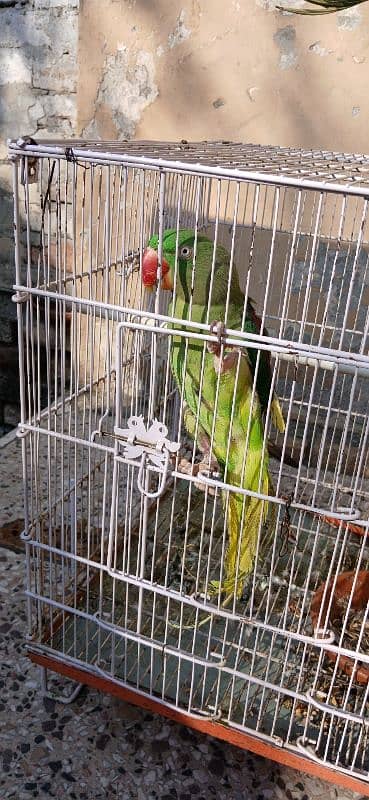 Raw parrot female for sale  Very active and. whistle Bhi maarti ha. 1