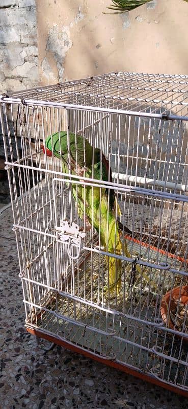 Raw parrot female for sale  Very active and. whistle Bhi maarti ha. 2