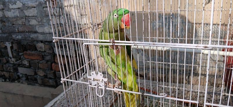 Raw parrot female for sale  Very active and. whistle Bhi maarti ha. 3