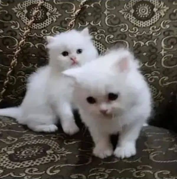 Triple coat  Kitten 3