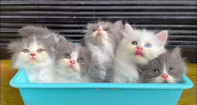 Persian triple coated kitten available for sale 0