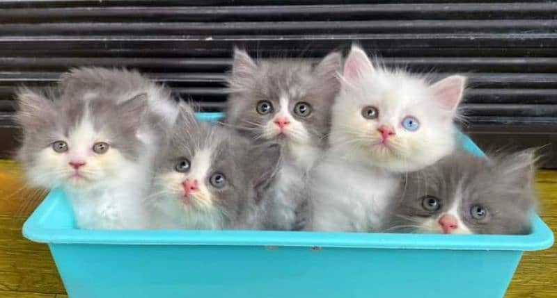 Persian triple coated kitten available for sale 1