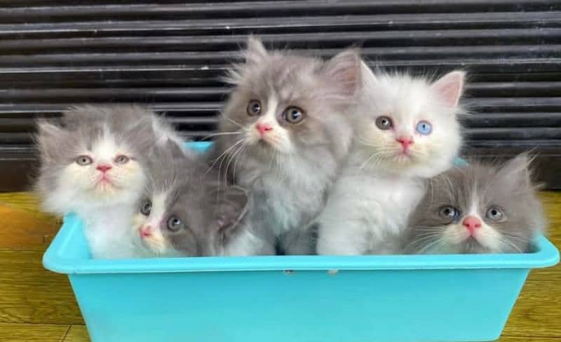 Persian triple coated kitten available for sale 2