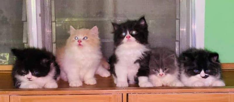 Persian triple coated kitten available for sale 3