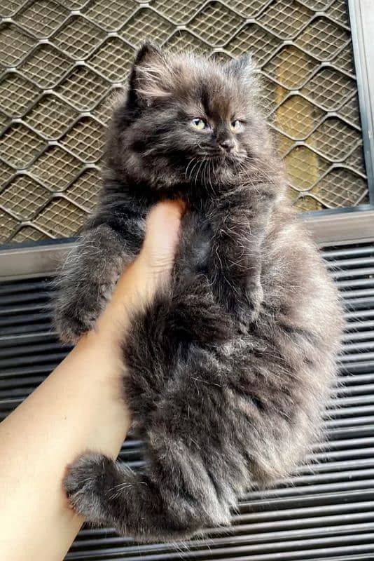 Persian triple coated kitten available for sale 6