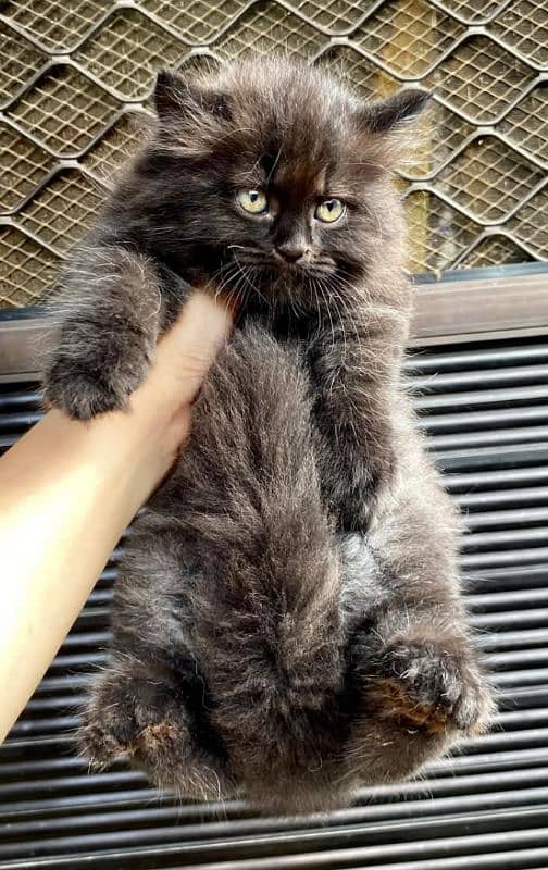 Persian triple coated kitten available for sale 7