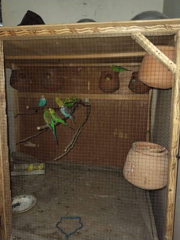 pajra height 6 ft width 4 by 4 parrot 8 jori / 6 baby parrots 3