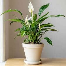 Transform Your Home with Air-Purifying Plant combinations 0