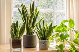 Transform Your Home with Air-Purifying Plant combinations 2