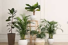 Transform Your Home with Air-Purifying Plant combinations 4