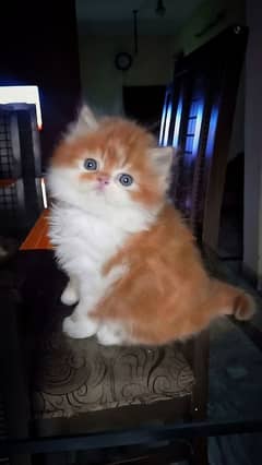 Persian High Quality kitten