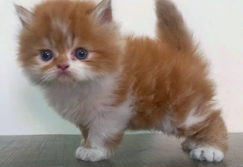 Persian High Quality kitten 1