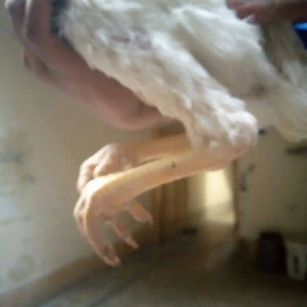 Heera Aseel White  pair parrot pick ha phata or phati. Rs. 25000hazar 0