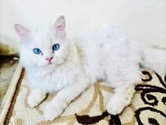 Pure persian white male cat for mating