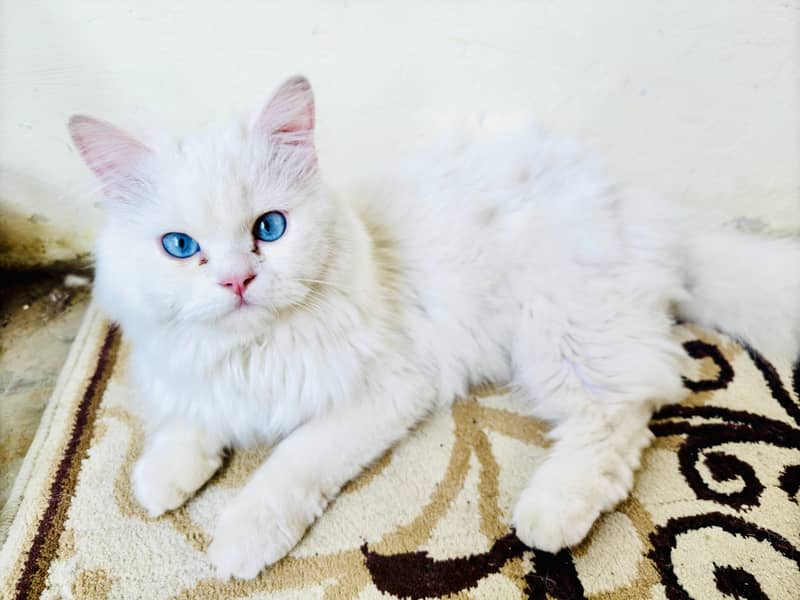 Pure persian white male cat for mating 0