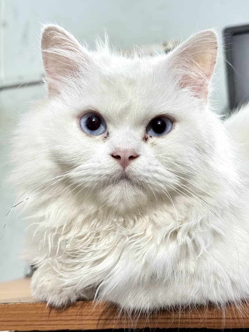 Pure persian white male cat for mating 1