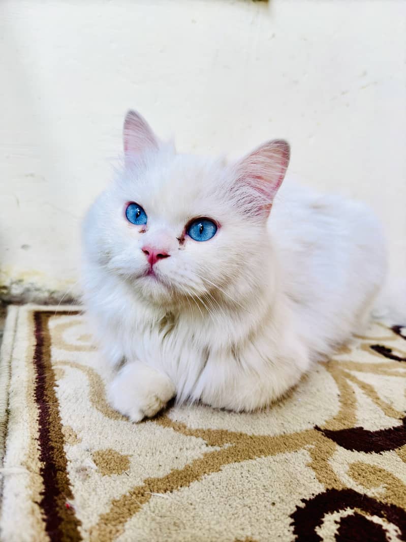 Pure persian white male cat for mating 2