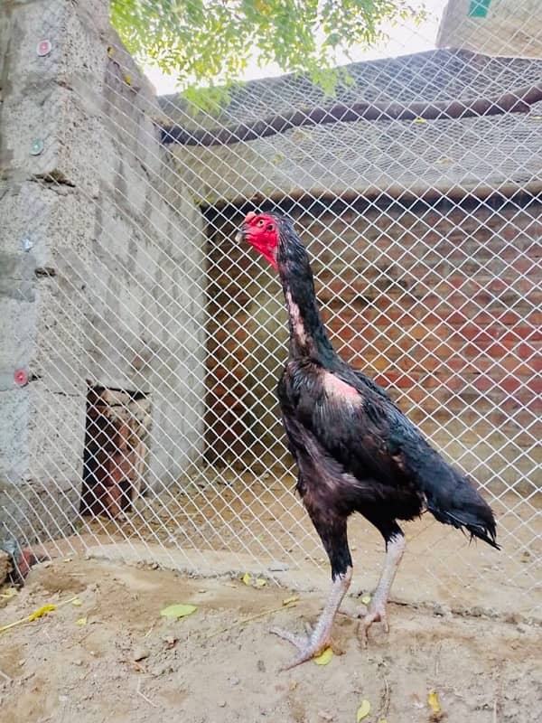 king o shamo quality female for sale 03046222477 0