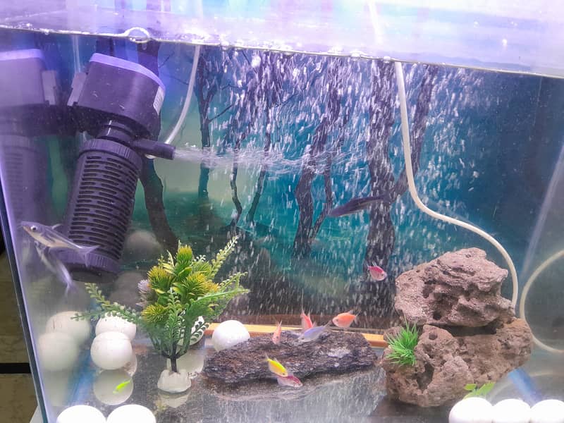 Fish tank with fish for sale 1