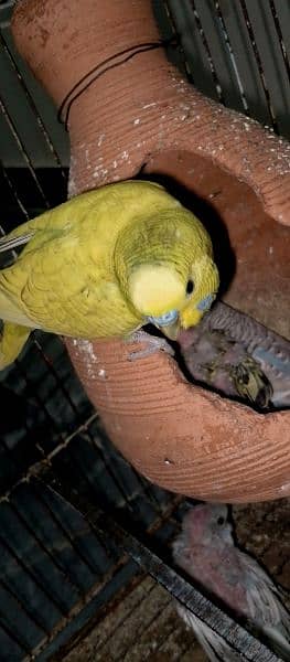 breeder Budgie pair for sale. 0