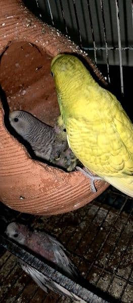 breeder Budgie pair for sale. 1