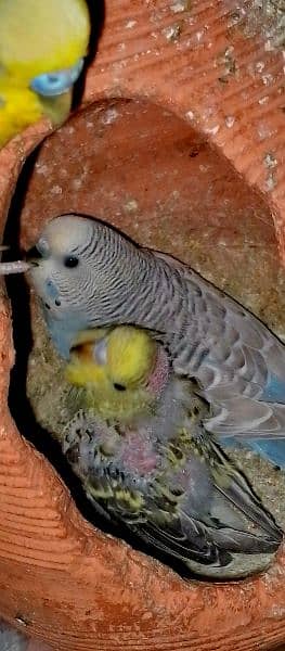 breeder Budgie pair for sale. 2