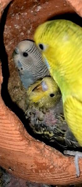 breeder Budgie pair for sale. 3