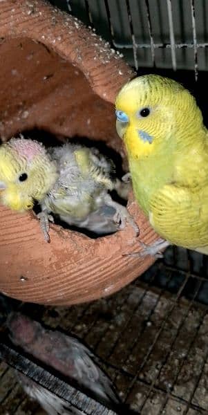 breeder Budgie pair for sale. 7