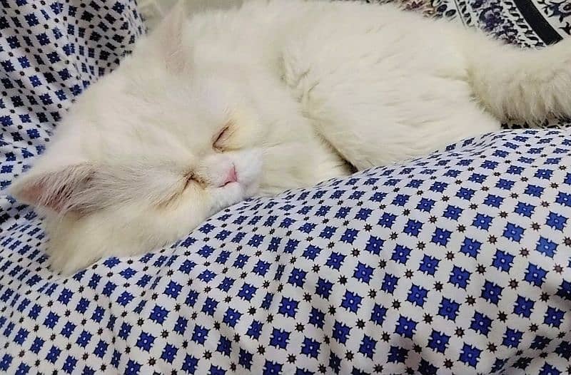 Persian cat for sale 1