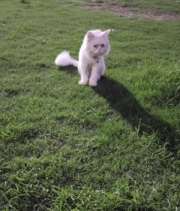 Persian cat for sale 2