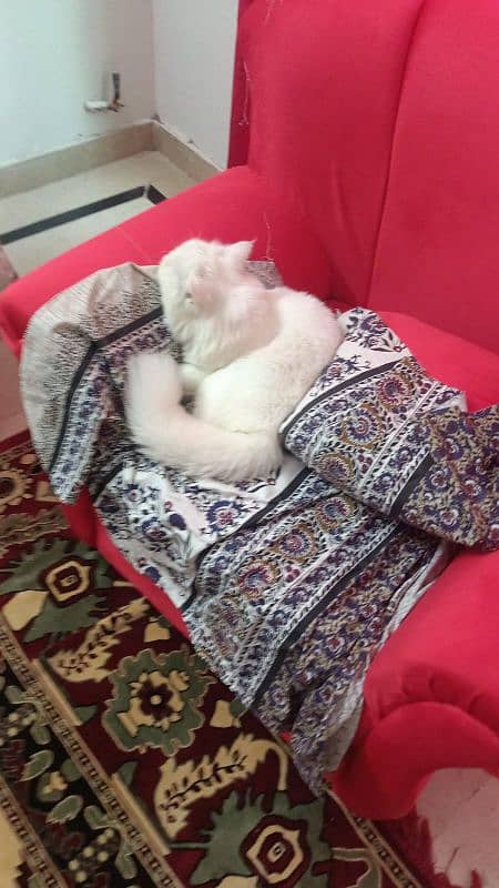 Persian cat for sale 3